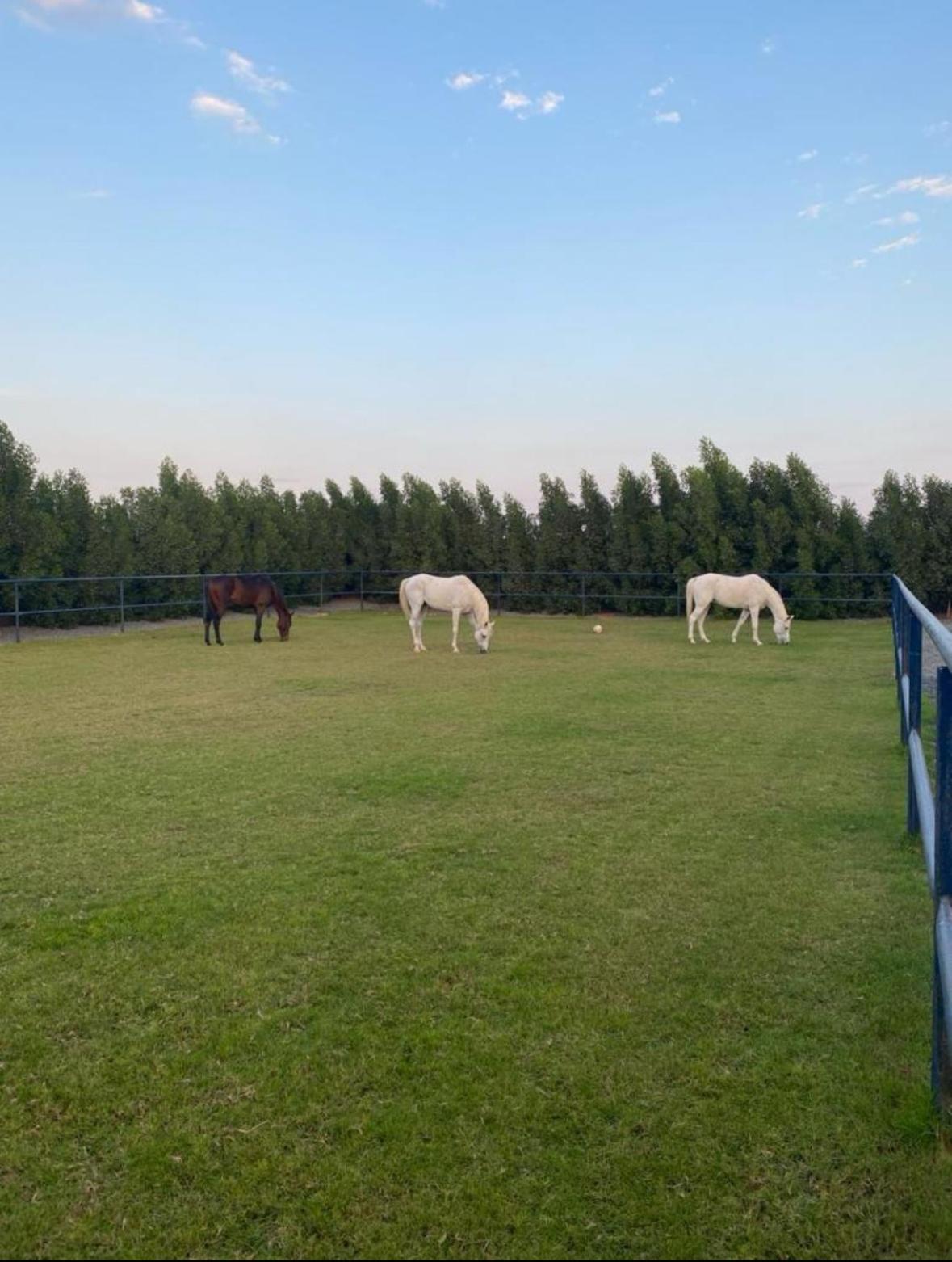 استراحة الخيالة Farm stay